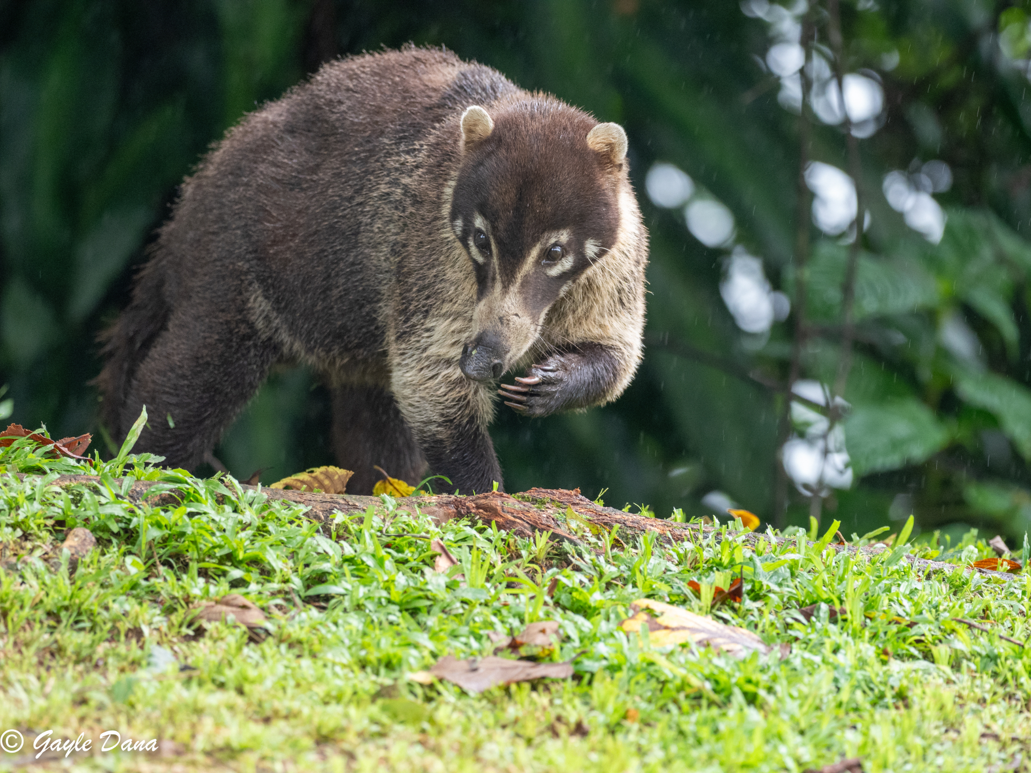White nosed Coati
